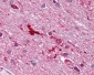 FEN1 Antibody (aa1-380, clone 4E7)